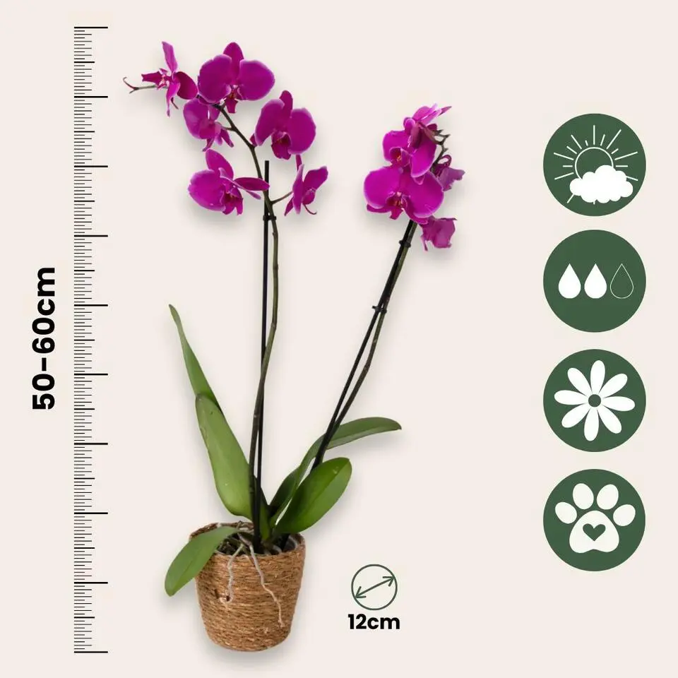 Orchidee - Phalaenopsis - Hoogte 50-60cm - ⌀12cm