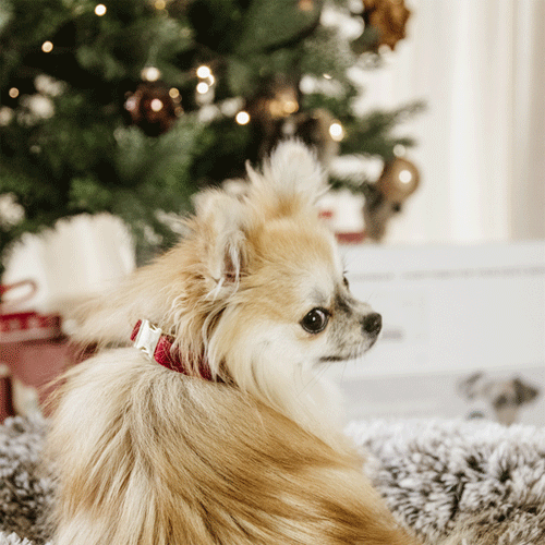 Kentucky Dogwear Corduroy Hondenhalsband