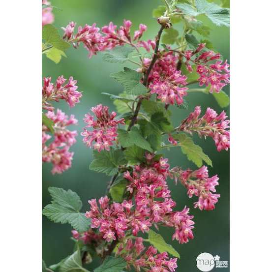Ribes sanguineum ' King Edward VII : ctr 7 litres