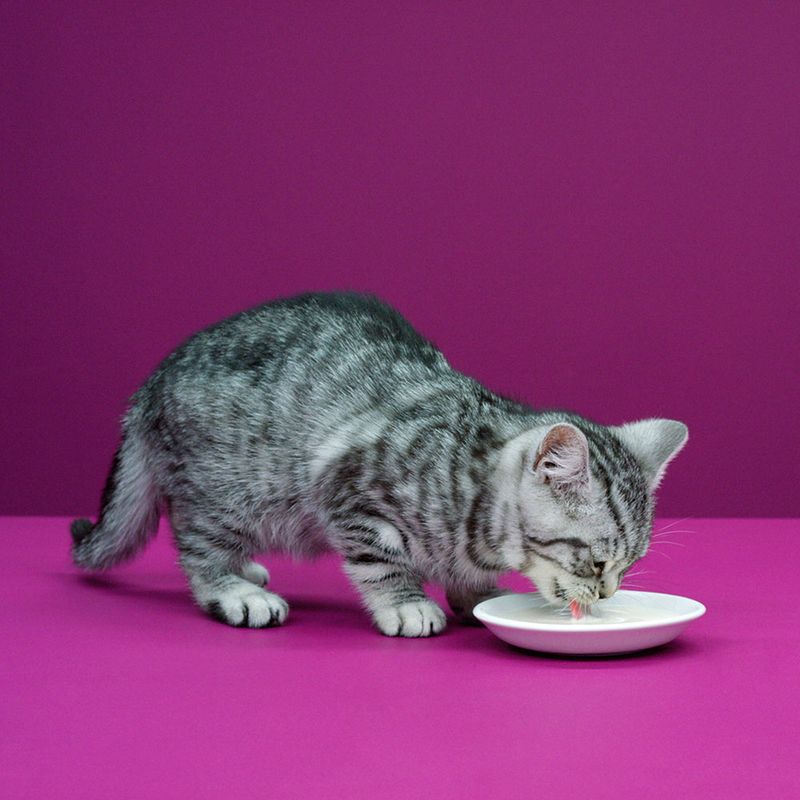 Lait Whiskas à prix discount sur bitiba.fr