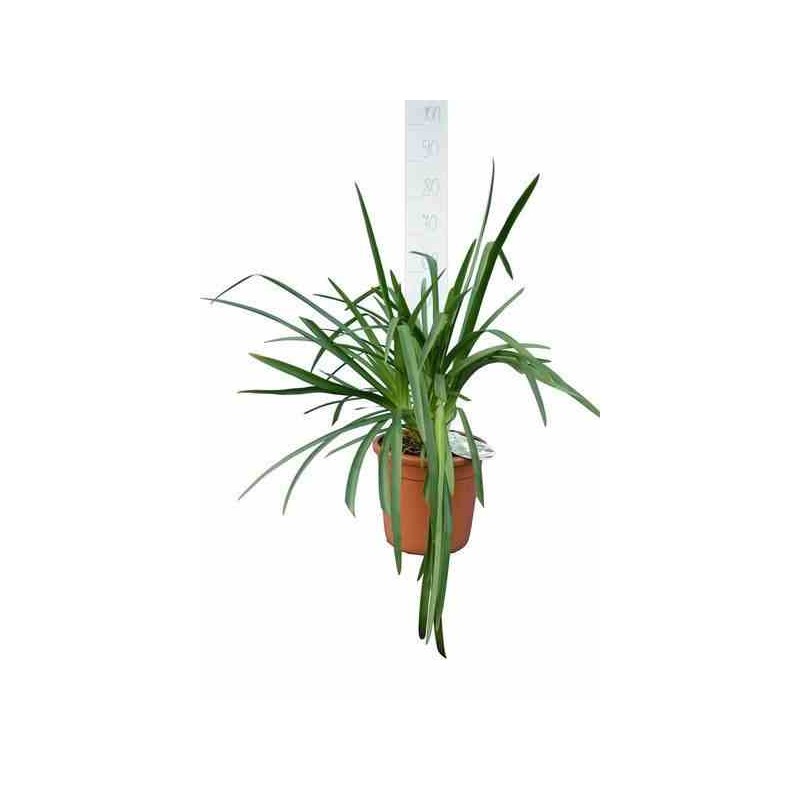 Agapanthus lavender haze (agapanthe) violet - taille pot de 5 litres - 30/40cm