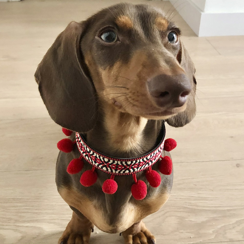 Coleira Bark Gaucho Frida para Cães