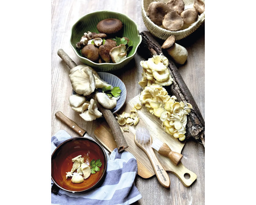 Paddenstoelen kweekset, mijn oogst, oesterzwammen, gelukspaddenstoelenset, complete set met 20 champignondeuvels en 3 substraatblokken van beukenhoutkrullen, oogst tot 3 jaar, oesterzwam, kalfschampignon