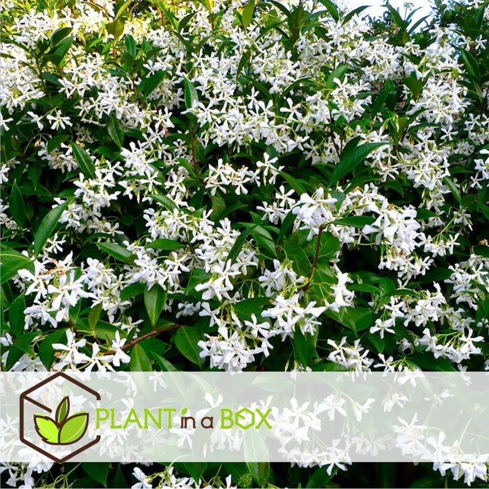 Jasmin toscan - set de 6 - plantes de jardin - blanc - pot 9cm - hauteur 25-40cm