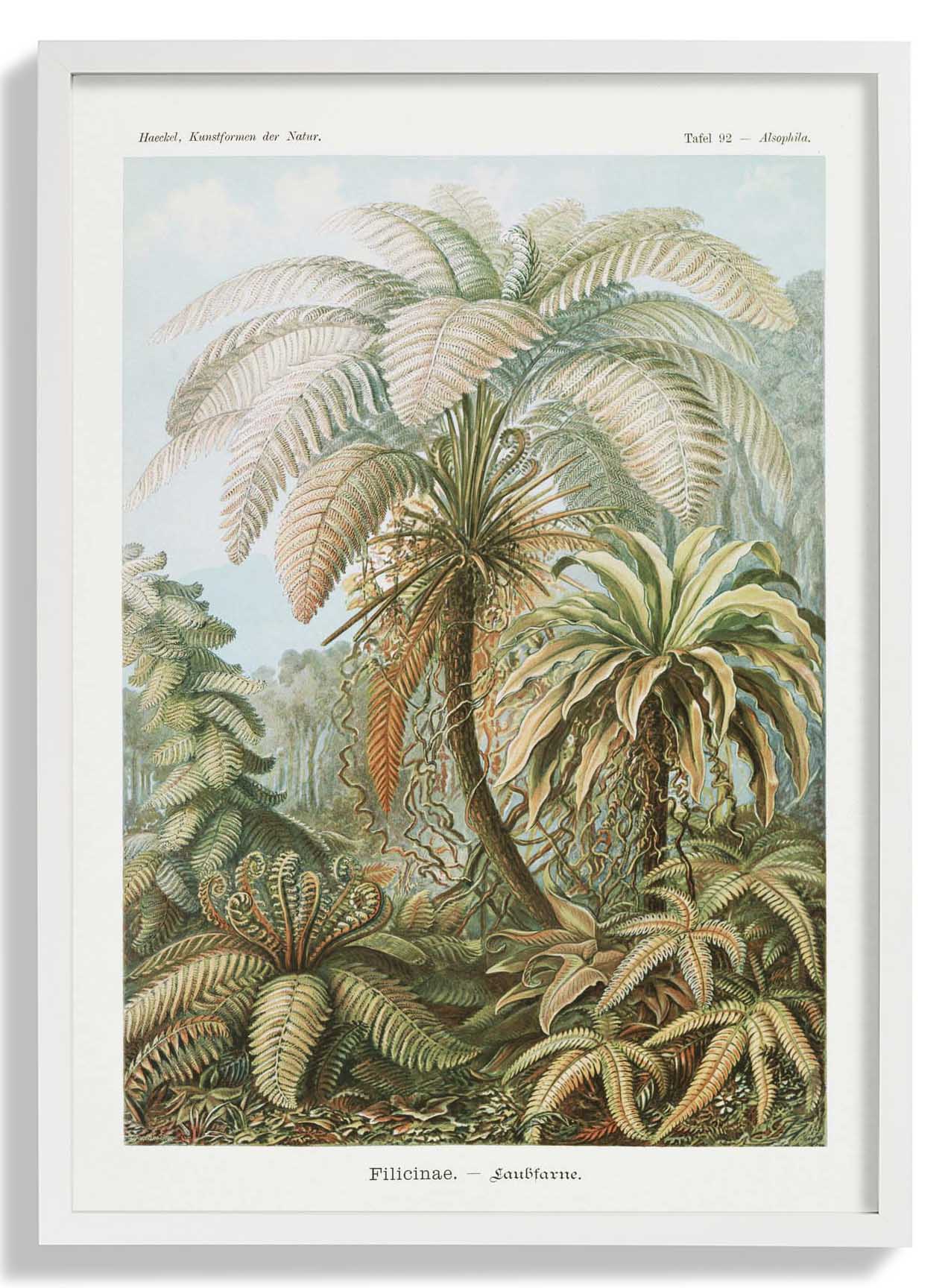 Filicinae Palmenbaum von Ernst Haeckel