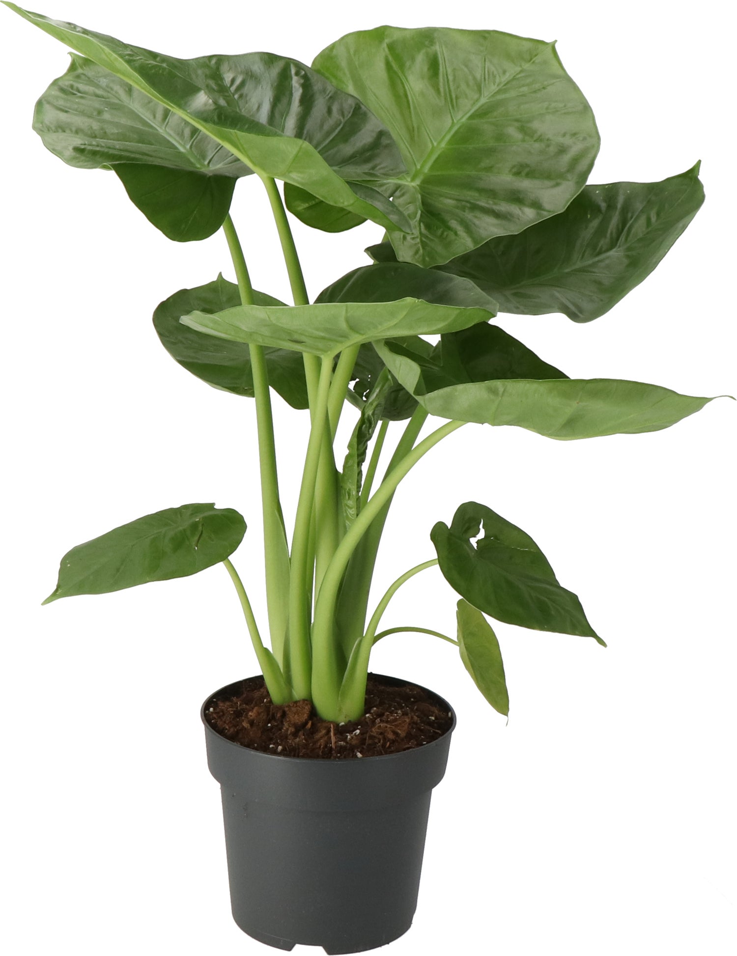 Olifantsoor (Alocasia 'Calidora') D 21 H 65 cm