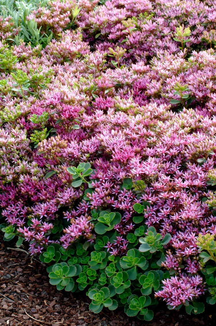Vetkruid (Sedum spurium 'Splendens') D 9 H 10 cm