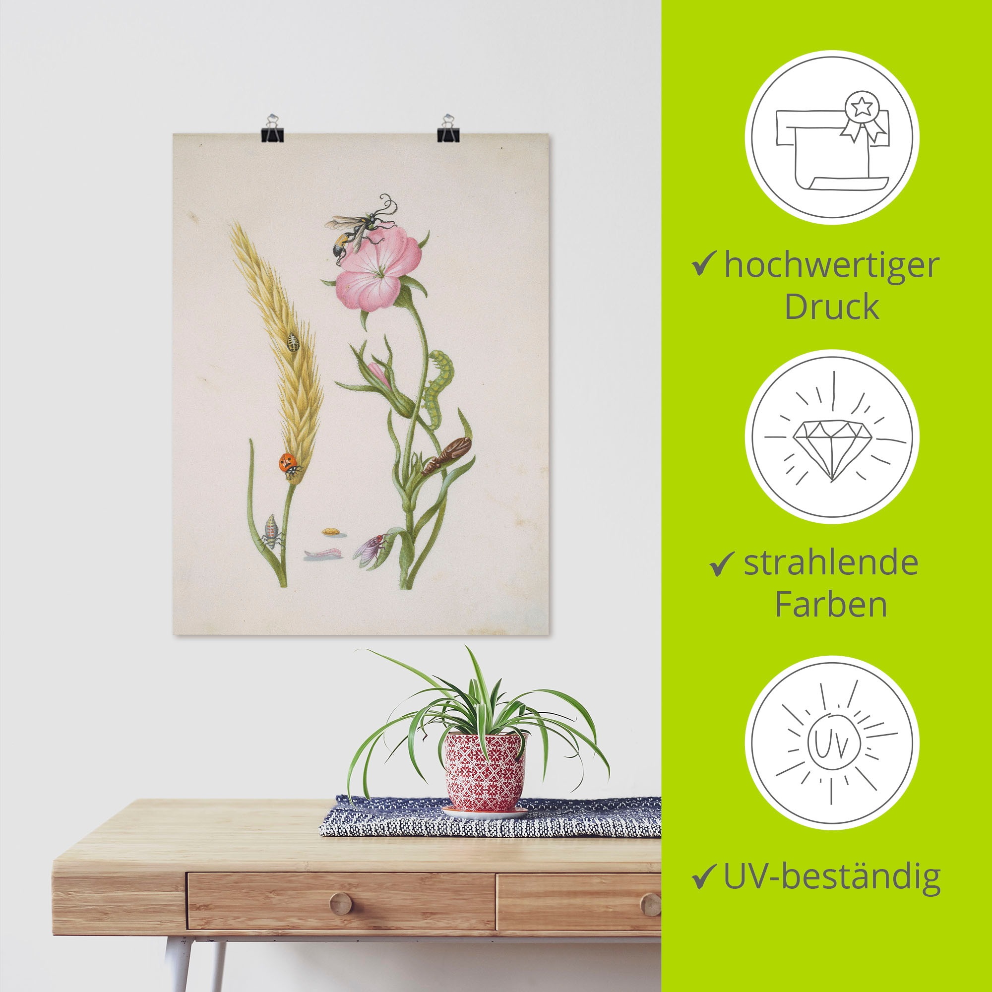 Artland Poster »Marienkäfer Kornrade Larven und Puppen.« Pflanzen 1 Stk. tlg. als Leinwandbild, Wandaufkleber oder Poster in versch. Grössen