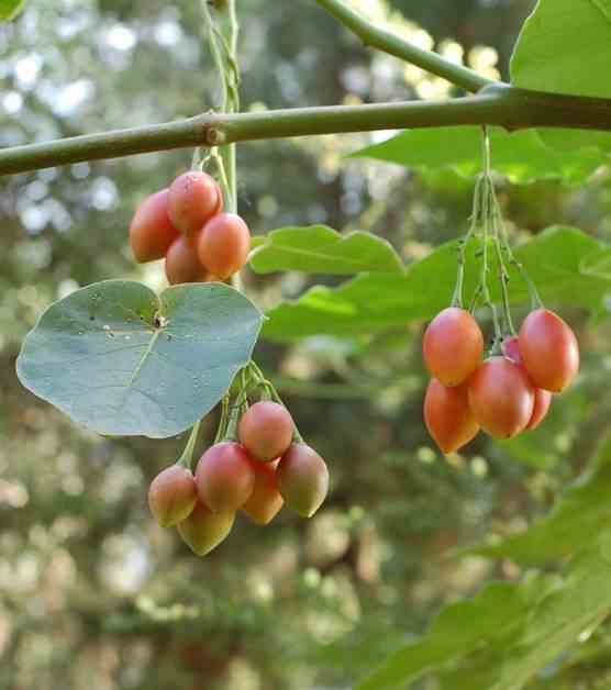 Cyphomandra betacea (tomates en arbre ou tamarillo)) blanc - taille pot de 3 litres ? 20/40 cm
