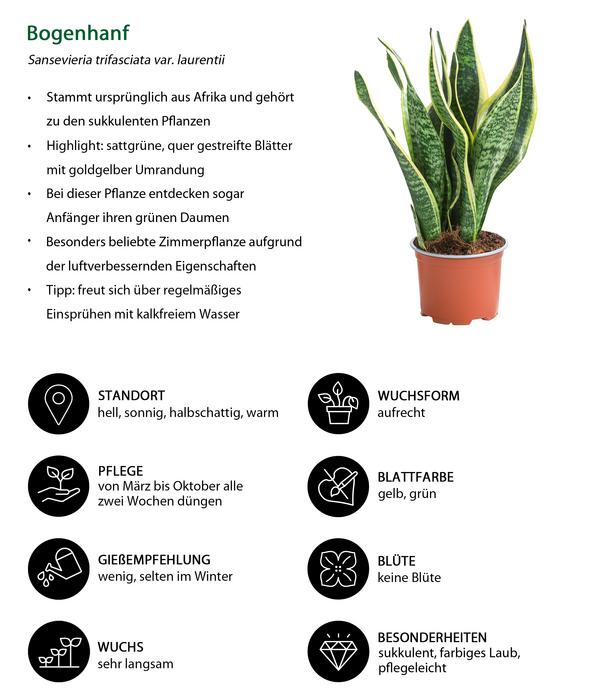 Zimmerpflanzen-Set Tropical, 5-teilig