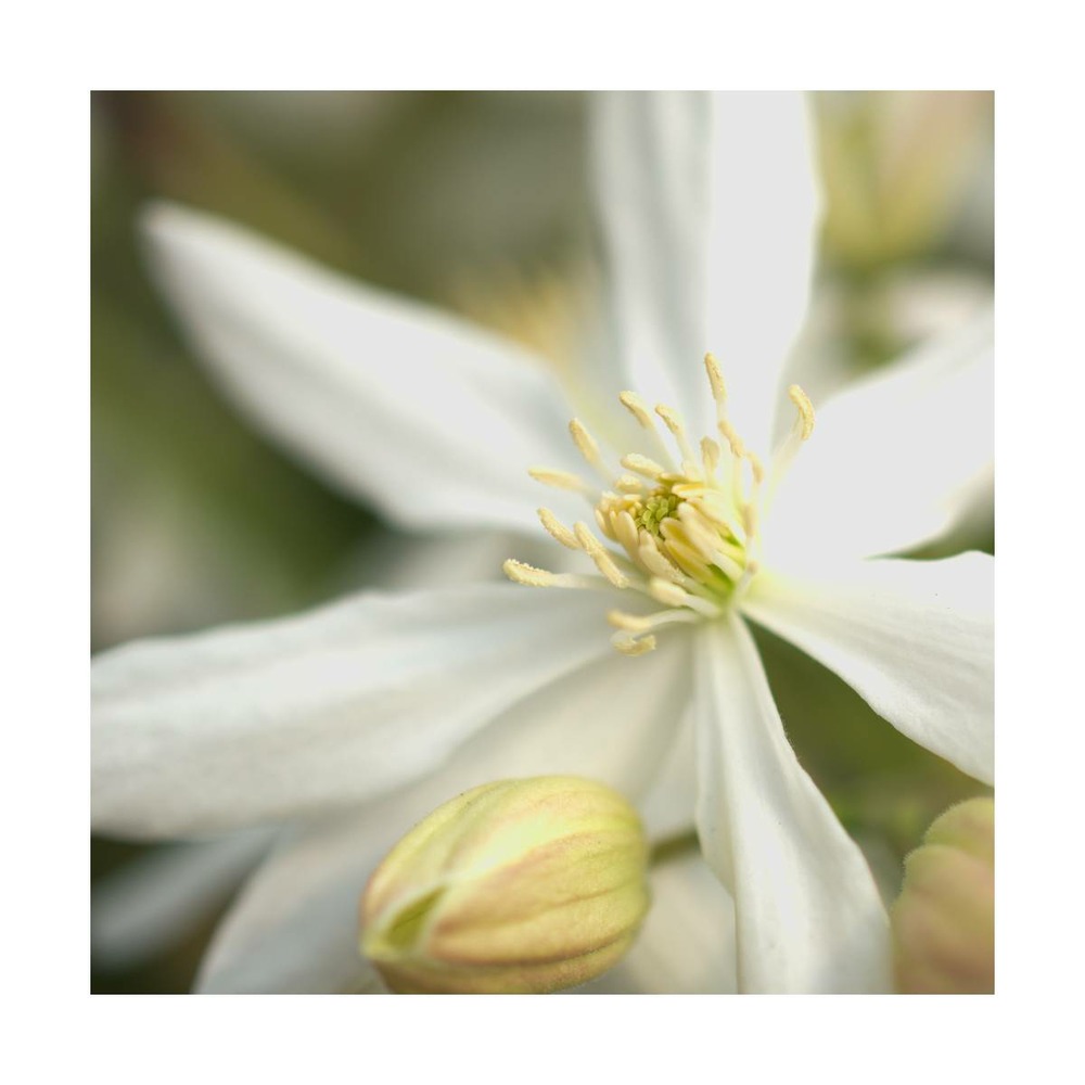 Clématite armandii enham star/clematis armandii enham star[-]pot de 1,5l - tuteur bambou 30/60 cm