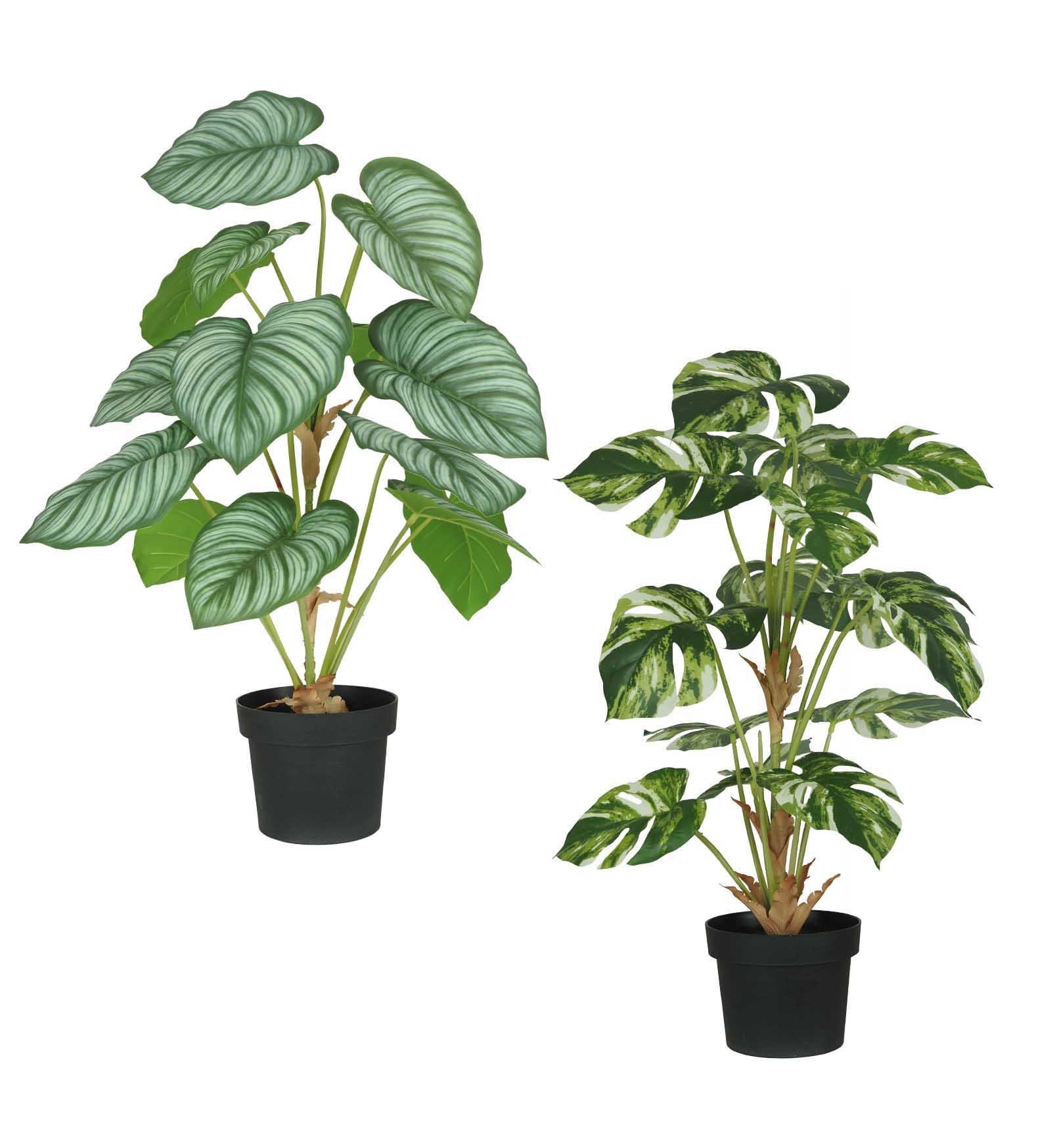 PHILODENDRON POT PLASTIQUE NOIR H.62CM VERT