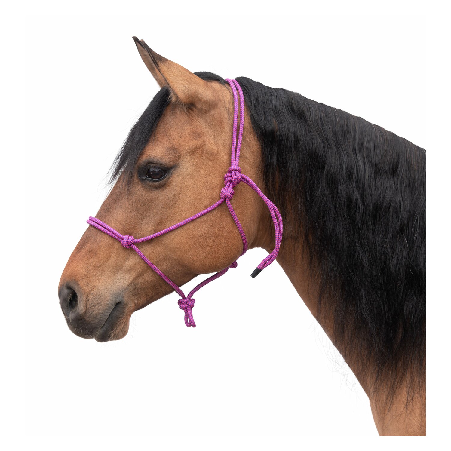 Passion 4Q Knotenhalfter  - purplepink
