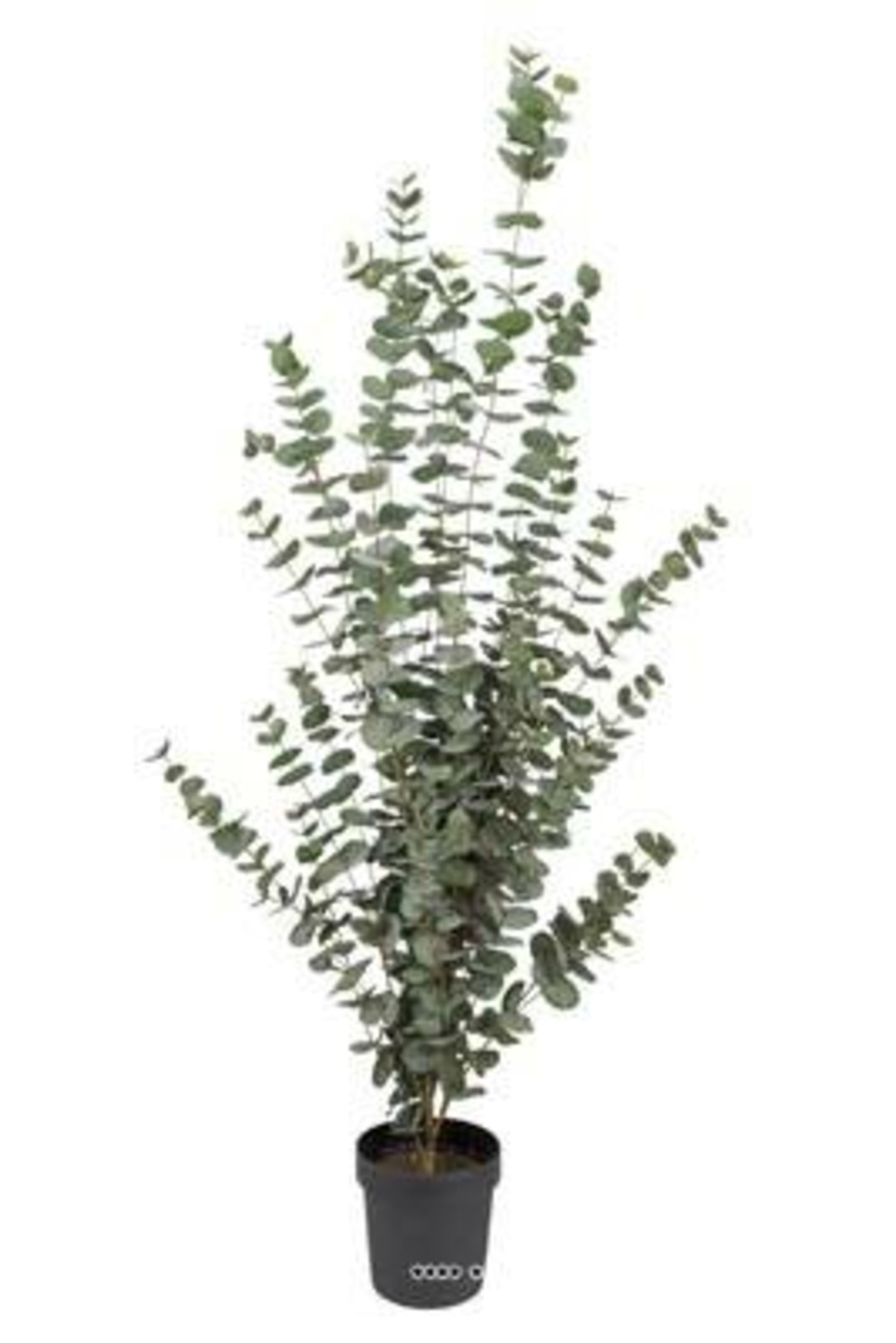Eucalyptus cinerea artificiel en pot h 170 cm, d 70 cm - choisissez votre hauteu