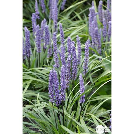 Liriope muscari : godet
