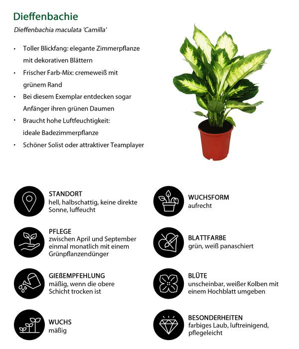 Dieffenbachien-Set - Dieffenbachia, 3-teilig