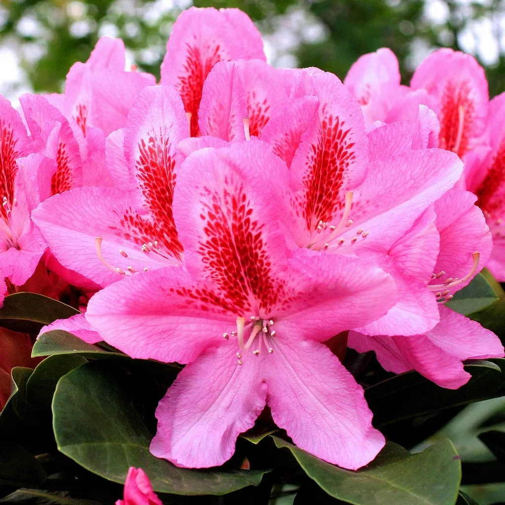 Rhododendron (Caucasicum-Group) 'Furnivall's Daughter' Rododendron 'Furnivall's Daughter' Ø23 cm
