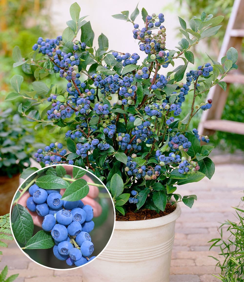 Trauben-Heidelbeere 'Reka® Blue'