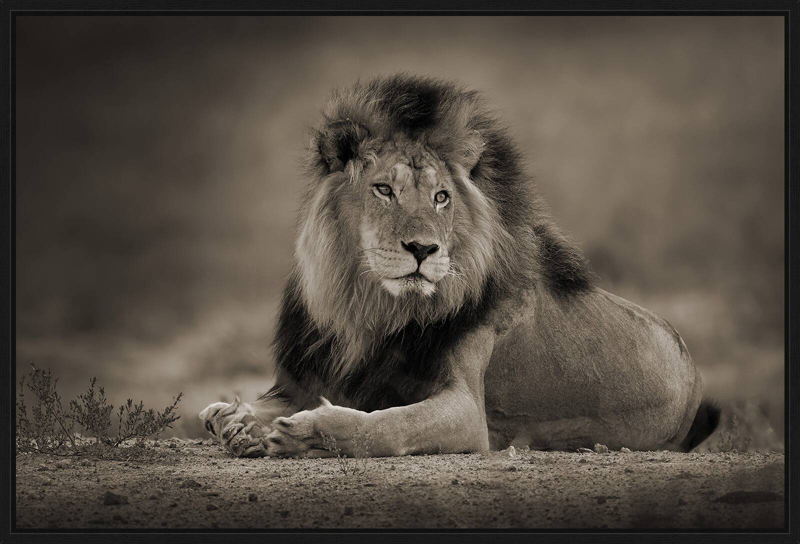 Relaxed Male Lion by Horst Klemm - Limited Edition. Edition of: 150. Signed.