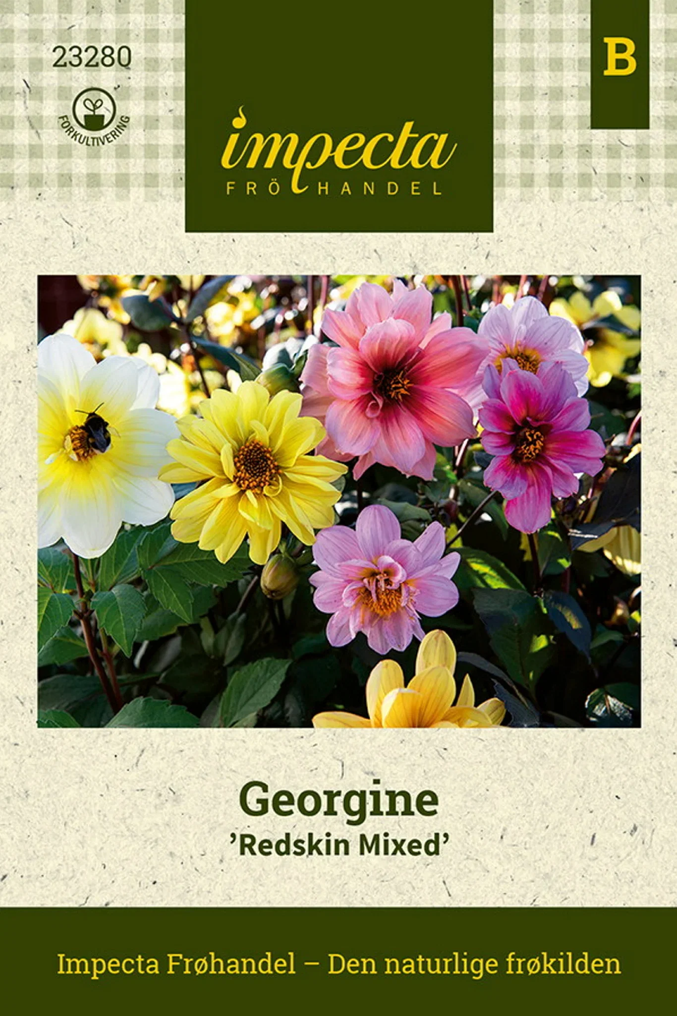 Dahlia x pinnata 'Redskin Mixed' Georgine 'Redskin Mixed'