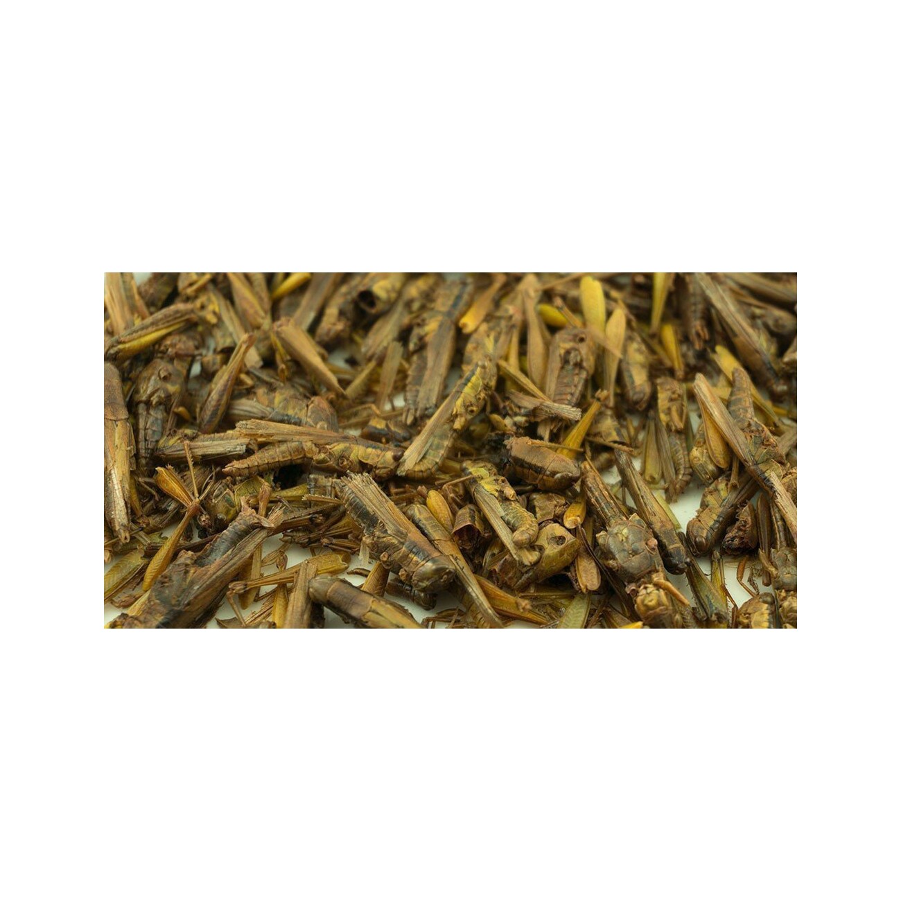 Getzoo Grashüpfer 25g