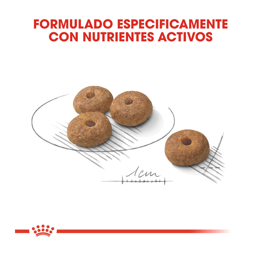Ração esterilizada Royal Canin para cães de porte pequeno
