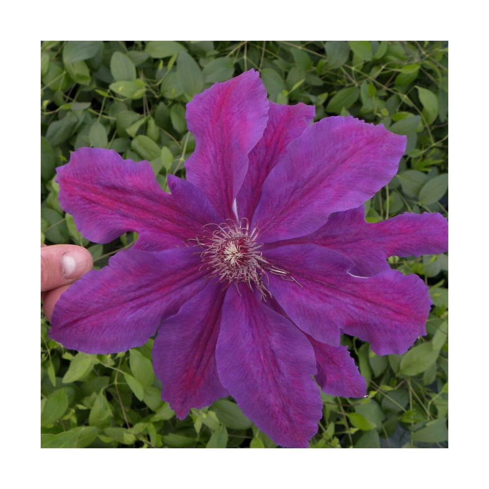 Clématite kacper/clematis kacper[-]pot de 1,5l - tuteur bambou 30/60 cm