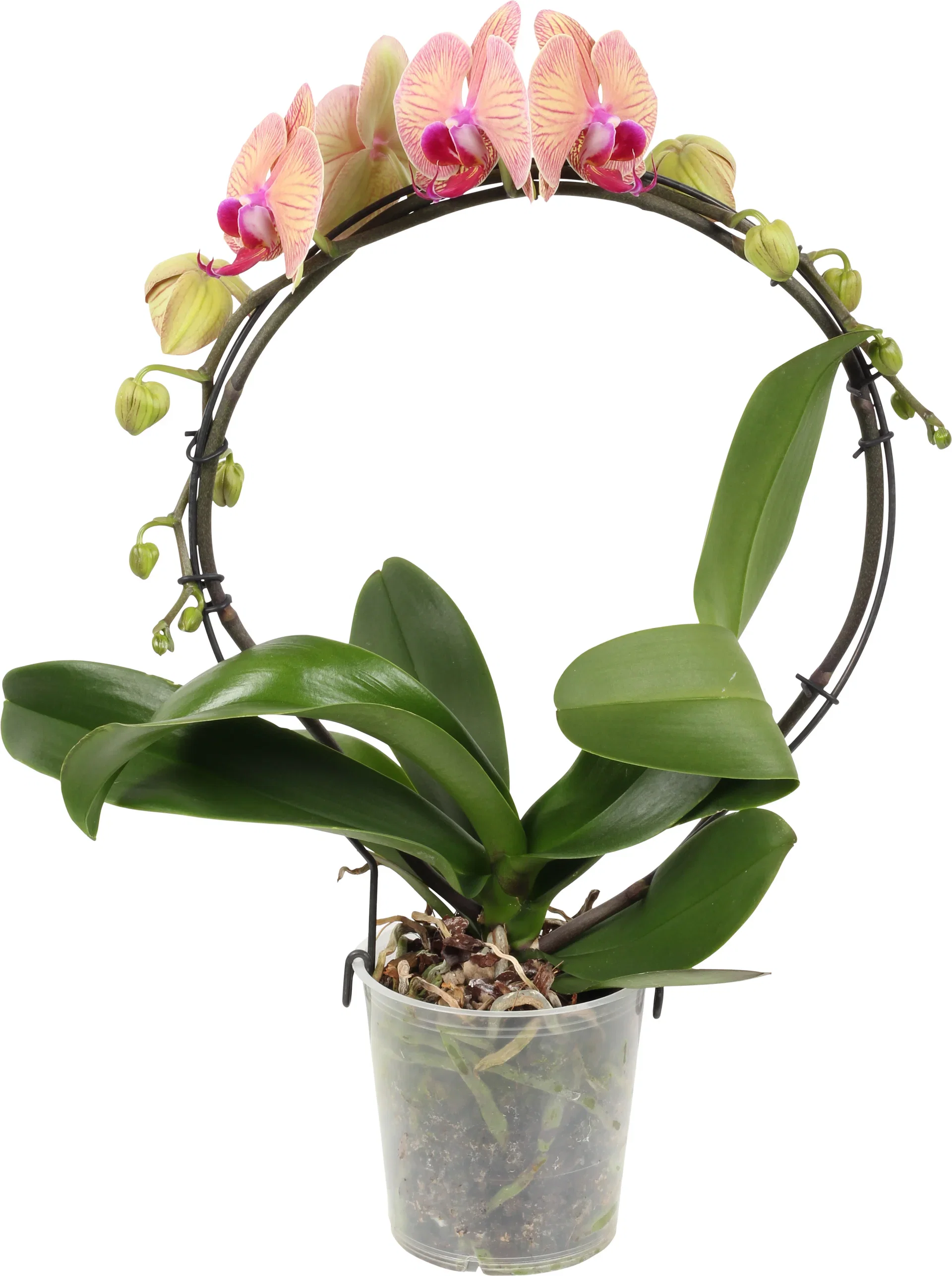 Phalaenopsis hybrid Orkidé på bøyle Høyde 40 cm