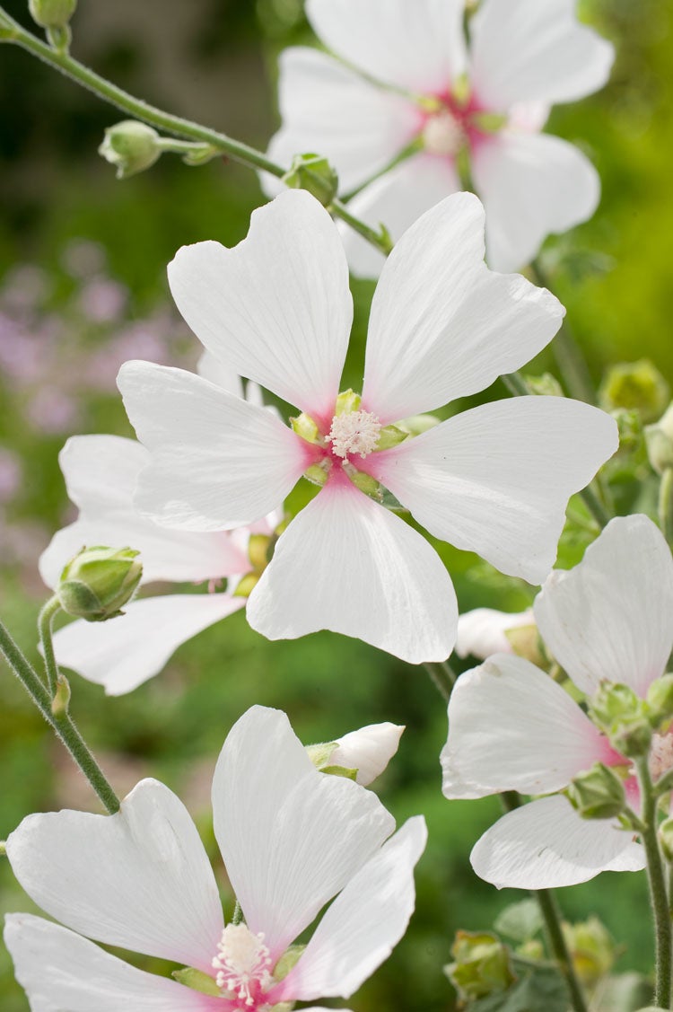 Struikmalva (Lavatera 'Frederique') D 11 H 10 cm
