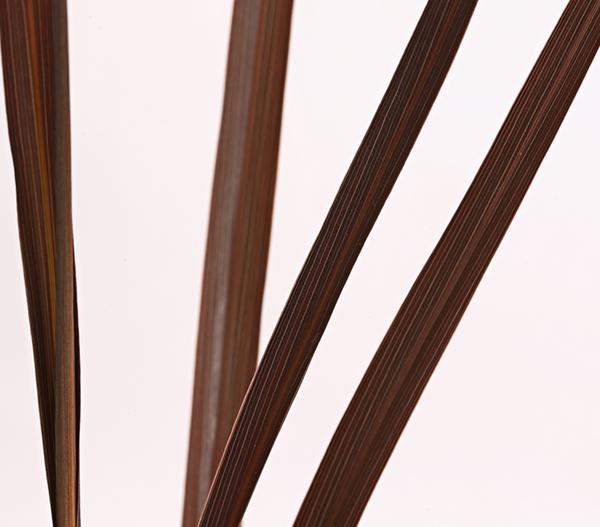 Keulenlilie - Cordyline australis