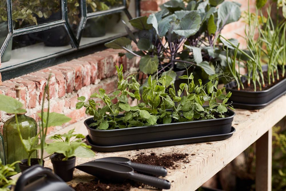 Elho Green Basics kweektray L living black