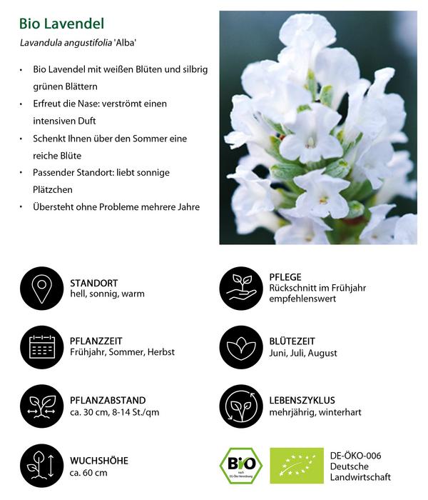 Bio Lavendel 'Alba'