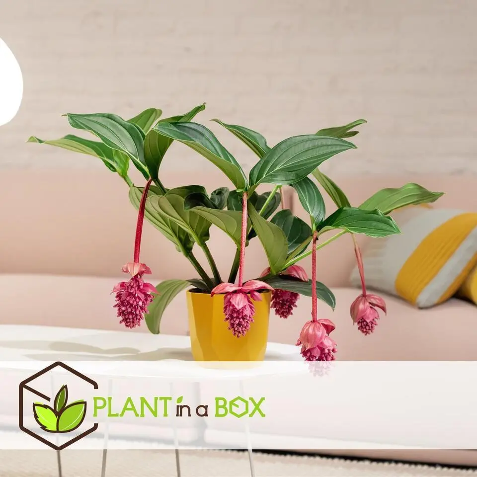 Trosbloem - Medinilla magnifica - Hoogte 40-50cm - ⌀17cm