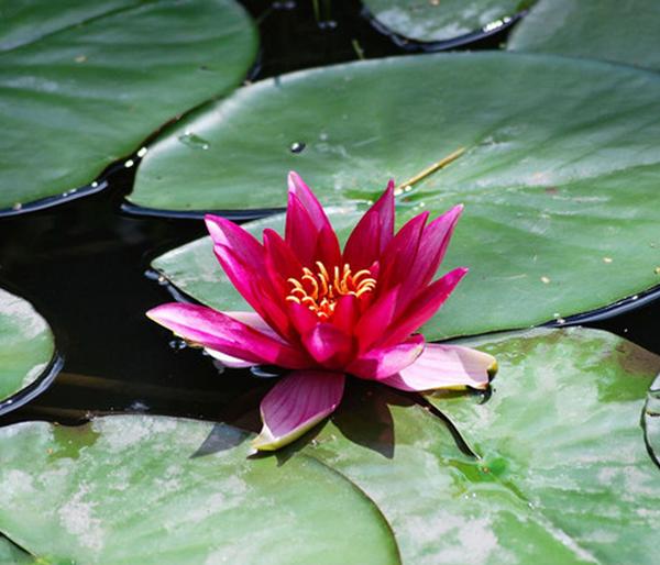 Seerose 'Red Spider'