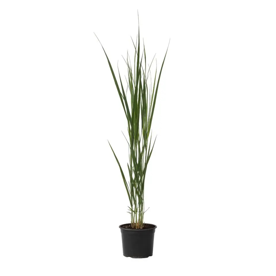 Vingergras - Panicum virgatum 'Northwind' - Hoogte 40-60cm - ⌀23cm