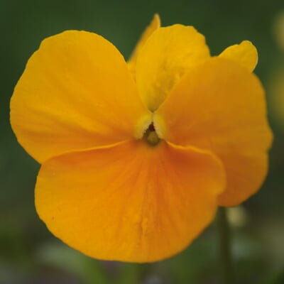 Blumensamen Historische Hornveilchen