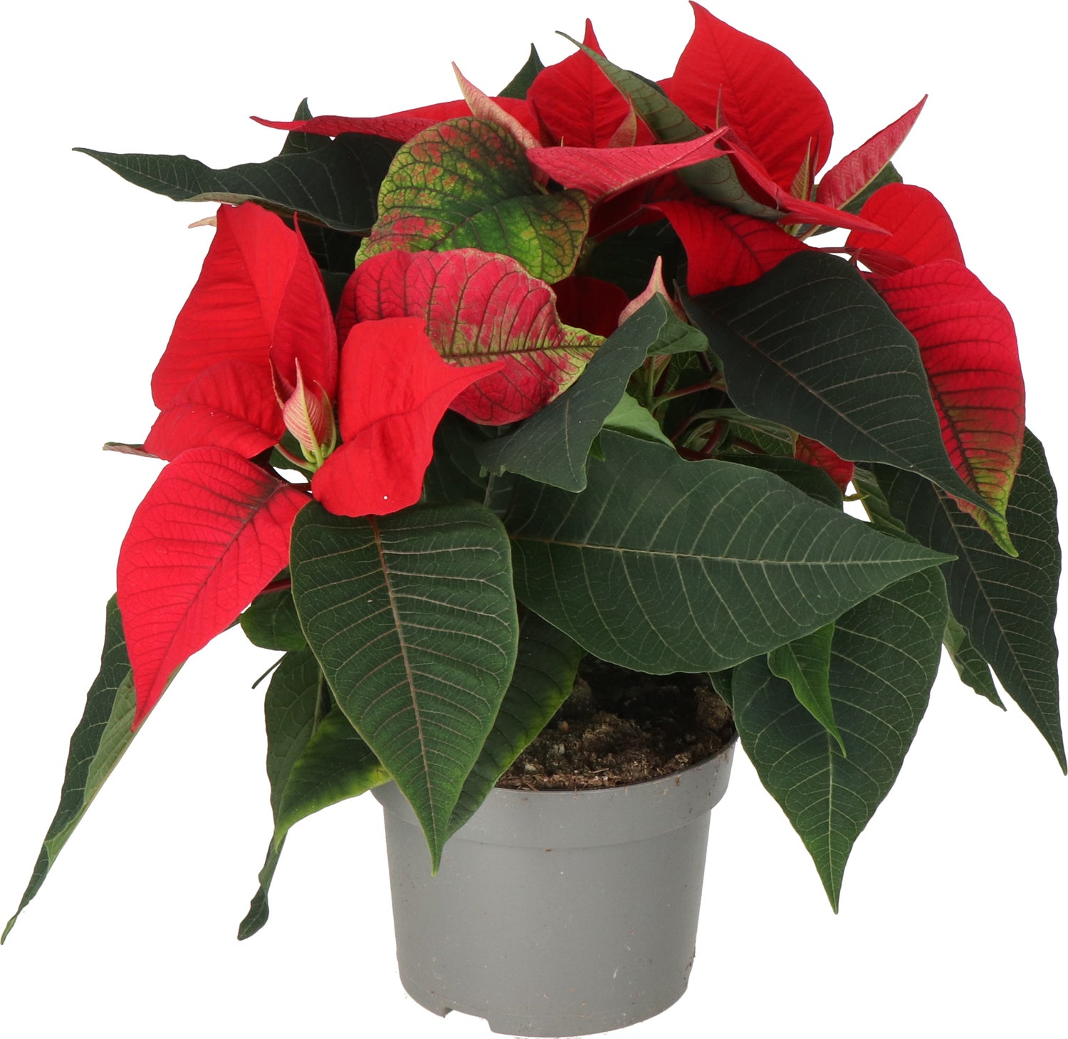 Kerstster (Euphorbia pulcherrima 'Red') D 13 H 30 cm