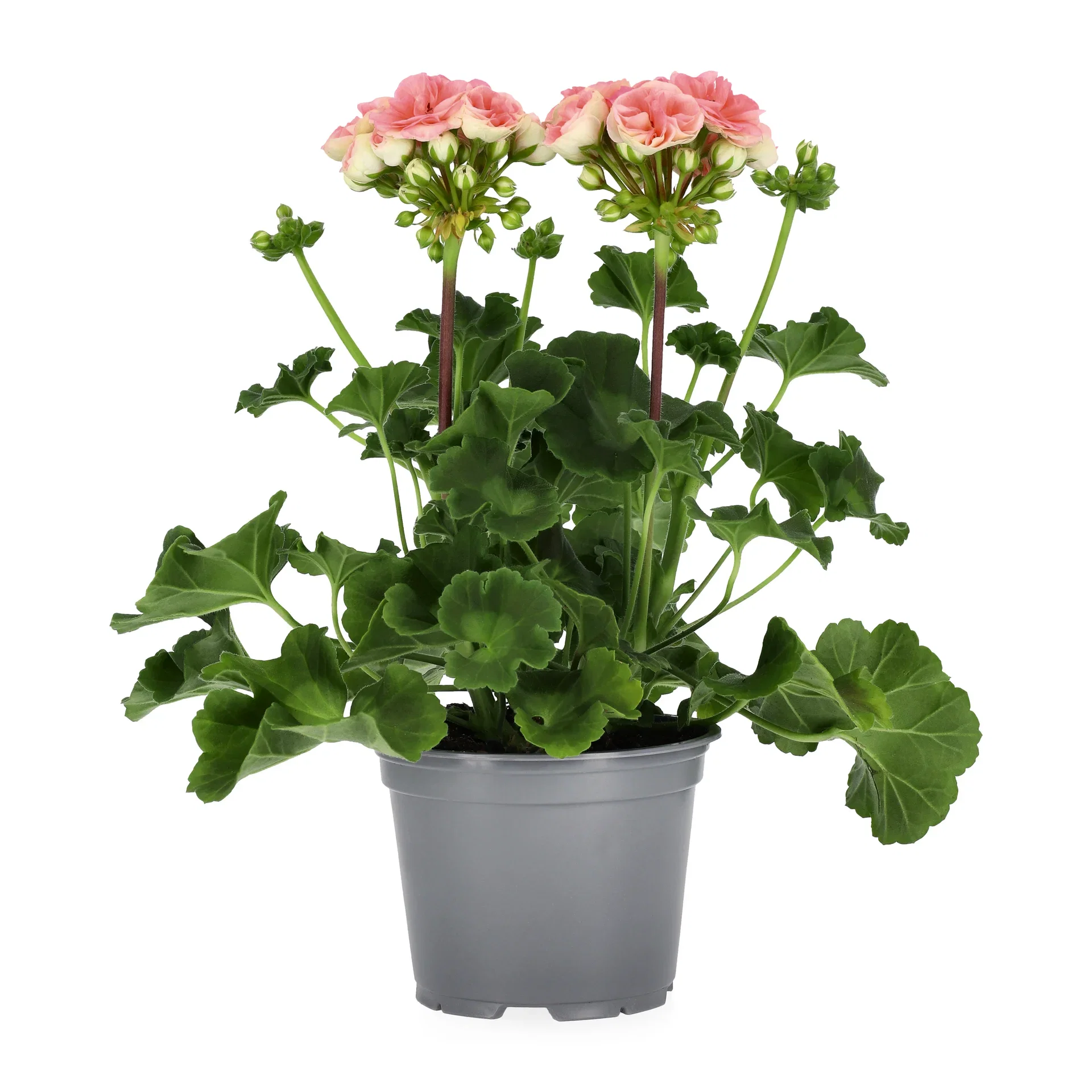Pelargonium x hortorum Pelargonia 'Astrid' Ø14 cm
