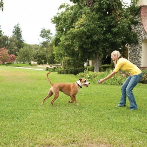 Cerca sem fio para cães à prova de fugas