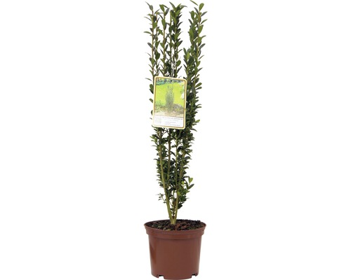 Japanse zuilvormige hulst FloraSelf Ilex crenata 'Fastigiata' H 30-40 cm Co 2 L