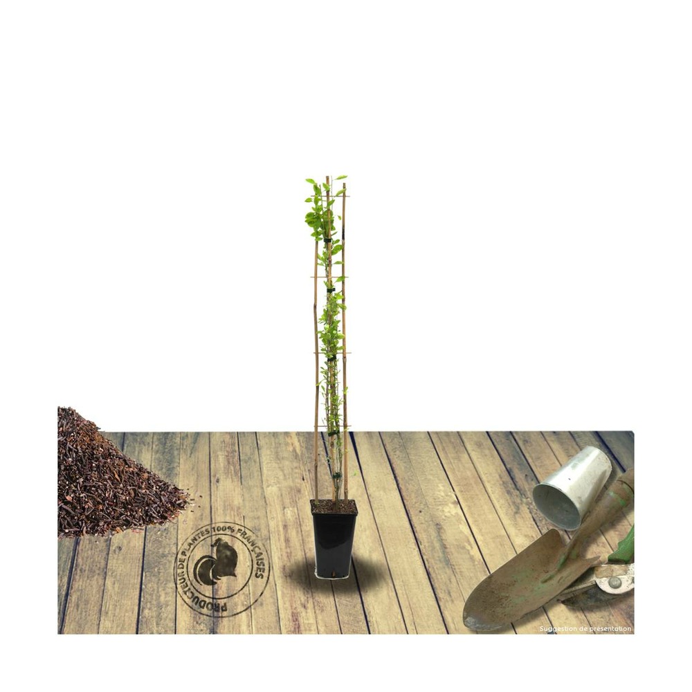 Baie de goji barbarum/lycium barbarum[-]godet - 5/10 cm