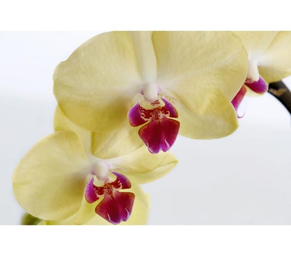 Schmetterlingsorchidee - Phalaenopsis