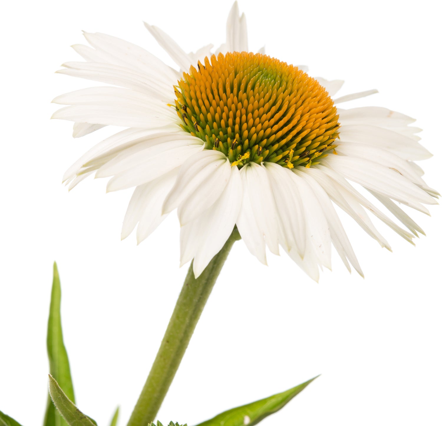 Zonnehoed (Echinacea purpurea 'White Swan') D 9 H 5 cm