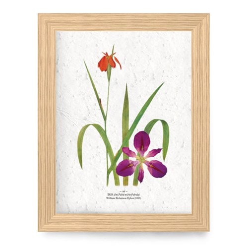 Affiche à planter a4 - iris