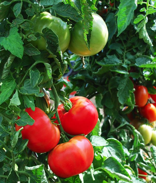 Dehner Gourmet Garten Steaktomate, veredelt