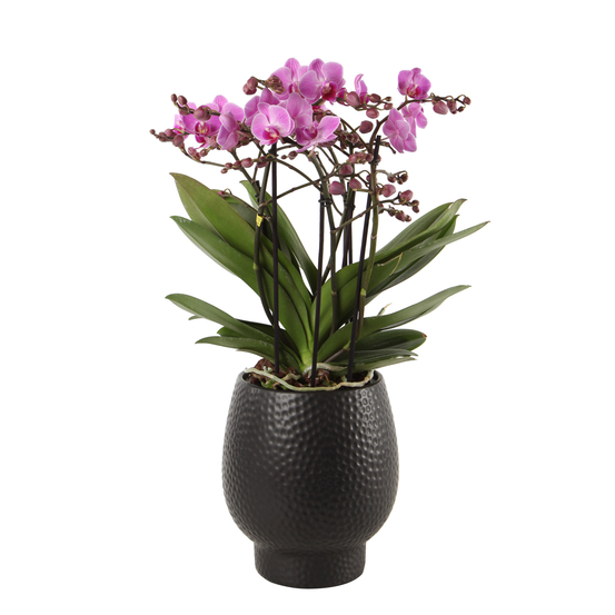 Orchidée Phalaenopsis 'Bellissimo Caro' H50cm en Coupe noire D15 cm