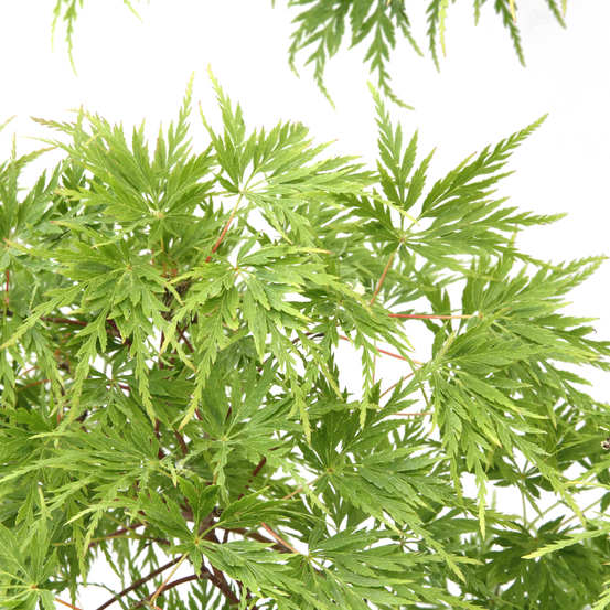 Acer palmatum 'Seiryu' :C7L h60/80cm