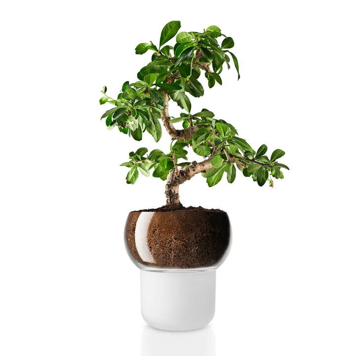 Eva Solo - Selbstbewässernder Orchideentopf, Ø 15 cm