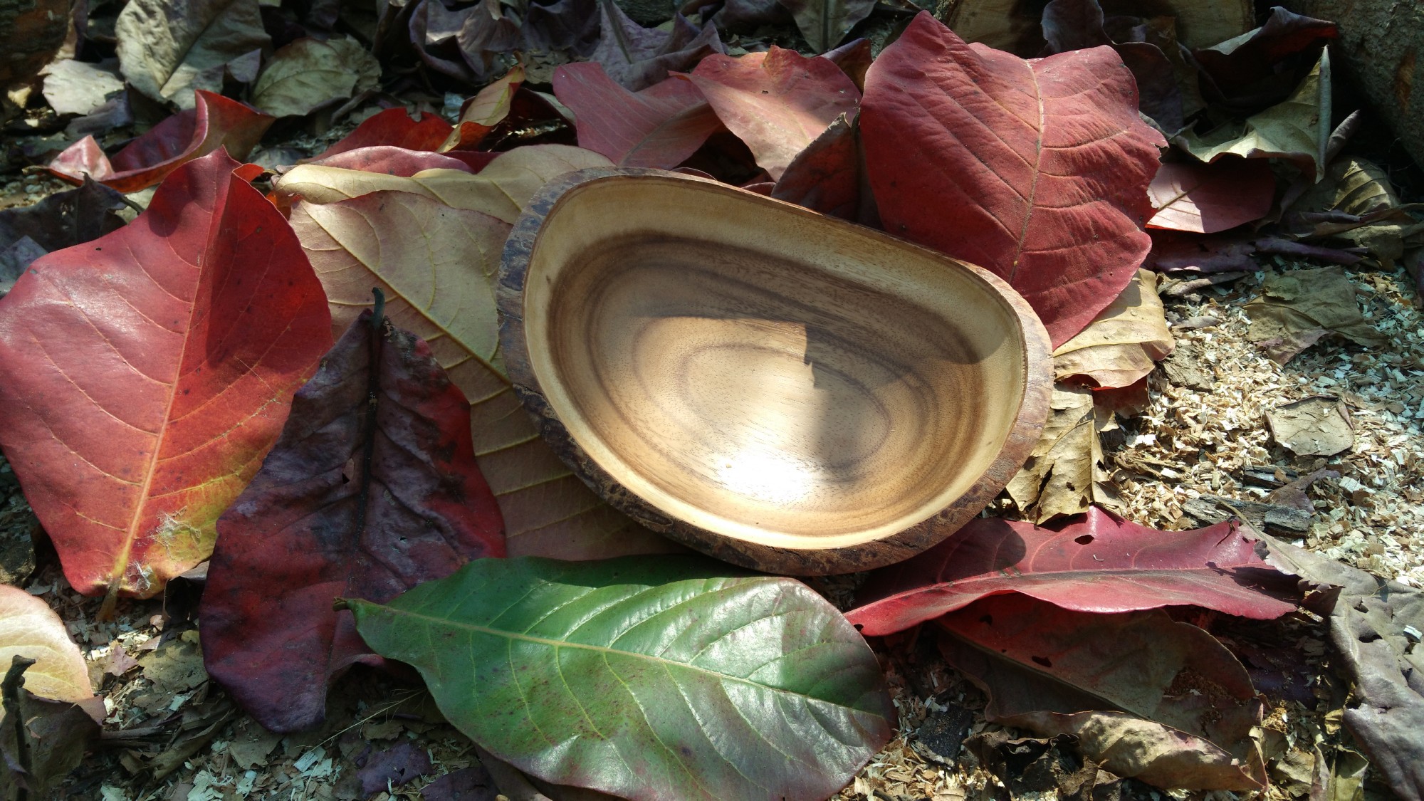 Baumrinden-Schale oval, Akazienholz, B 25 cm, L 22 cm, H 8,5 cm von fischer's lagerhaus