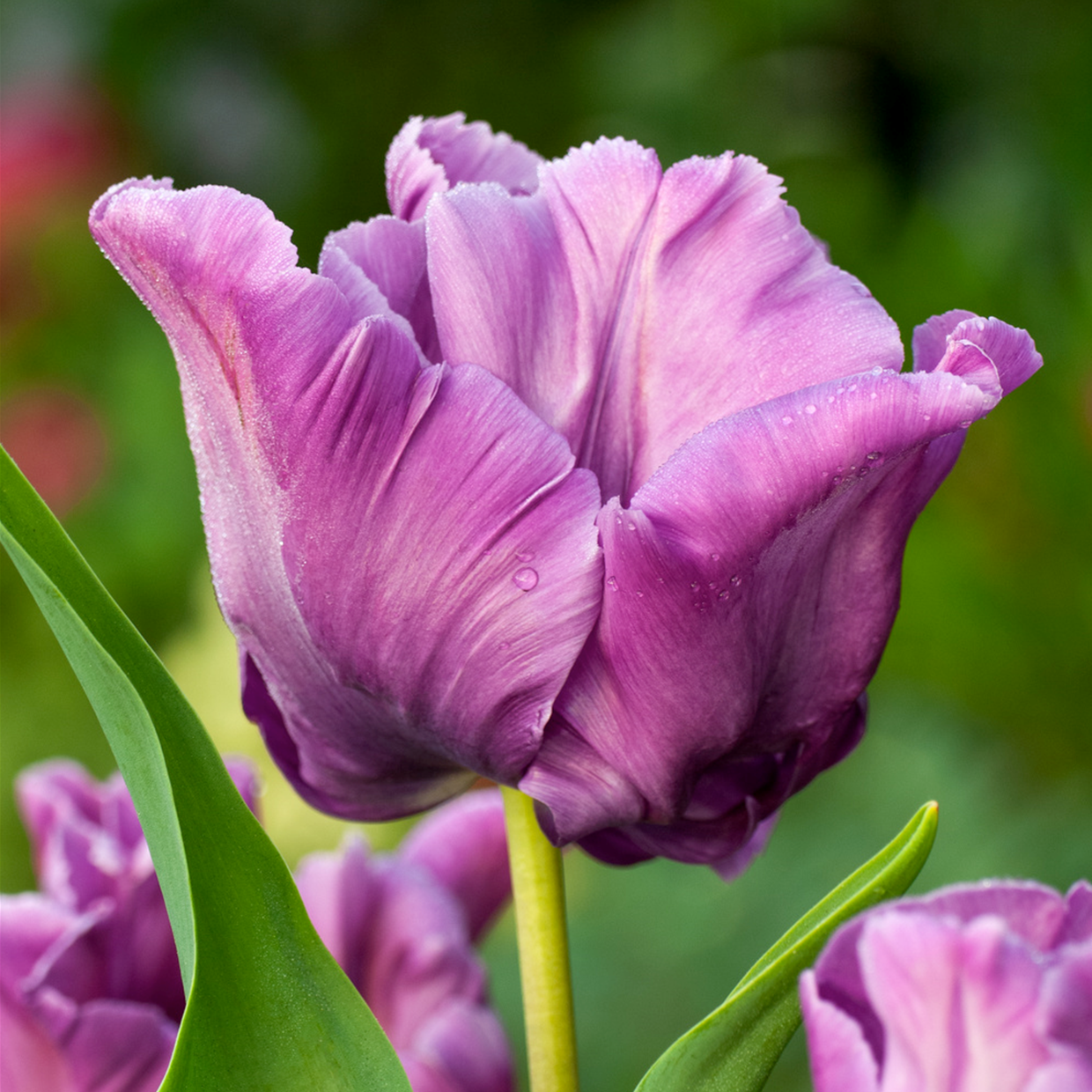 Tulipa blue parrot - bulbes de tulipes x10 - bulbes à fleurs